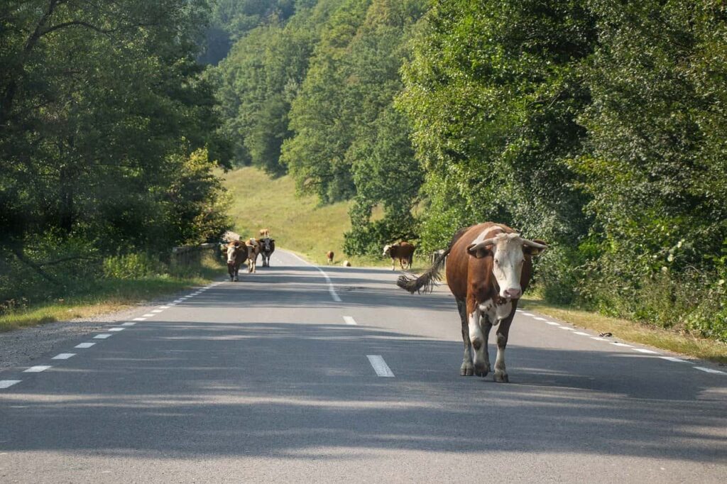 animals on the highways